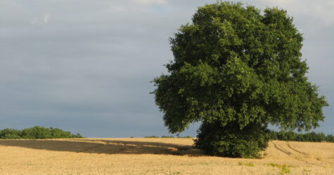 Culte des Moissons